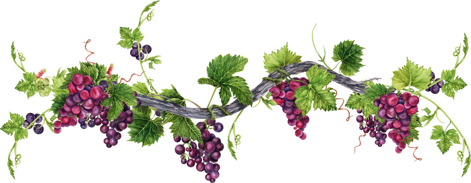 Bunch of grapes with leaves on old vine isolated on white background. Hand drawn watercolor illustration. Perfect for frame and card borders.