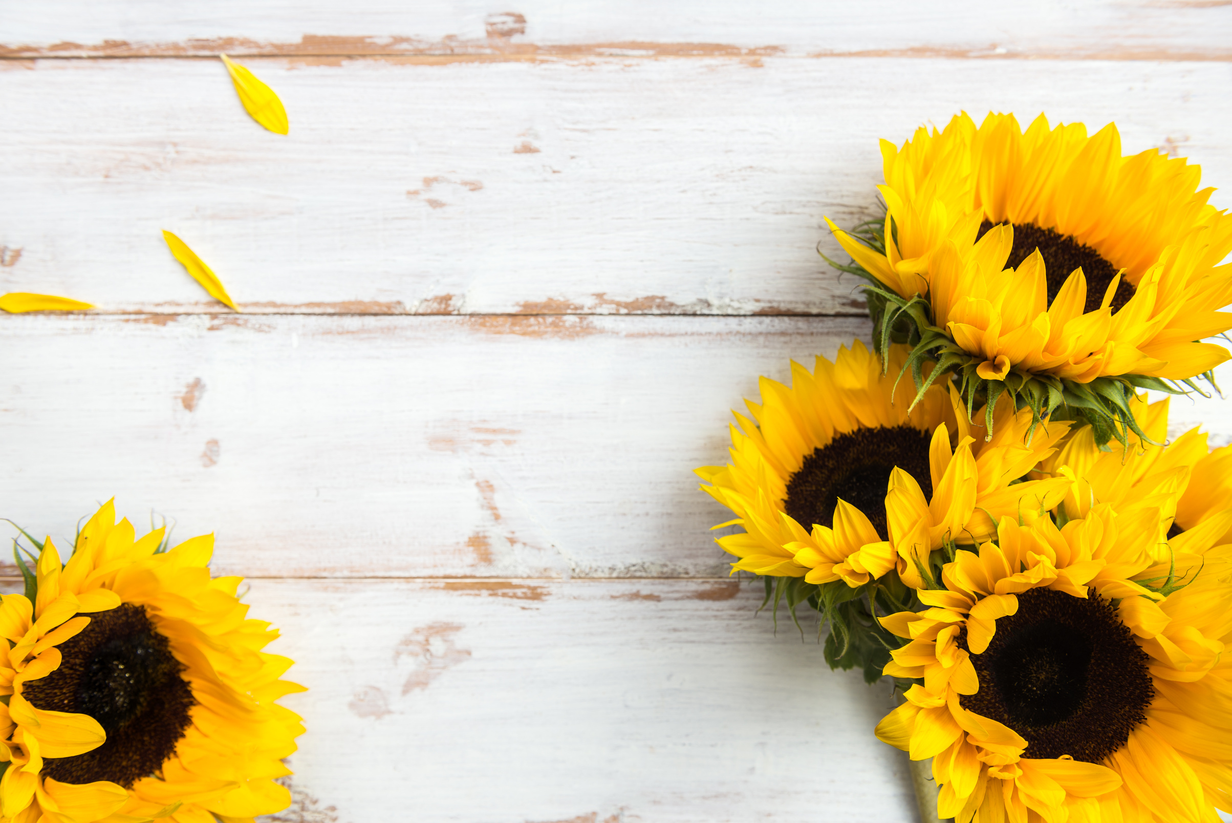 Yellow Sunflower Bouquet on White Rustic Background